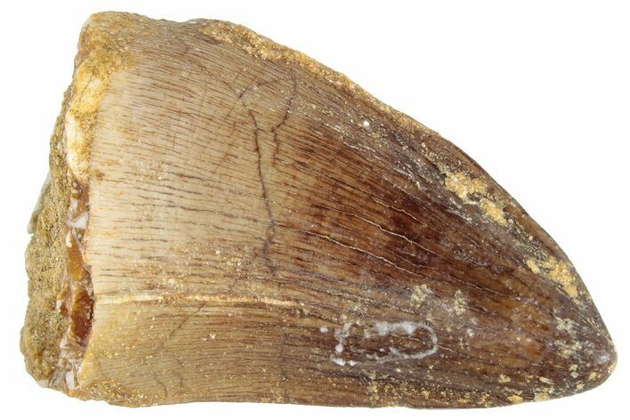 Fossil Mosasaur (Prognathodon) Tooth - Morocco #286299